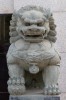 Male lion / Uros leijona